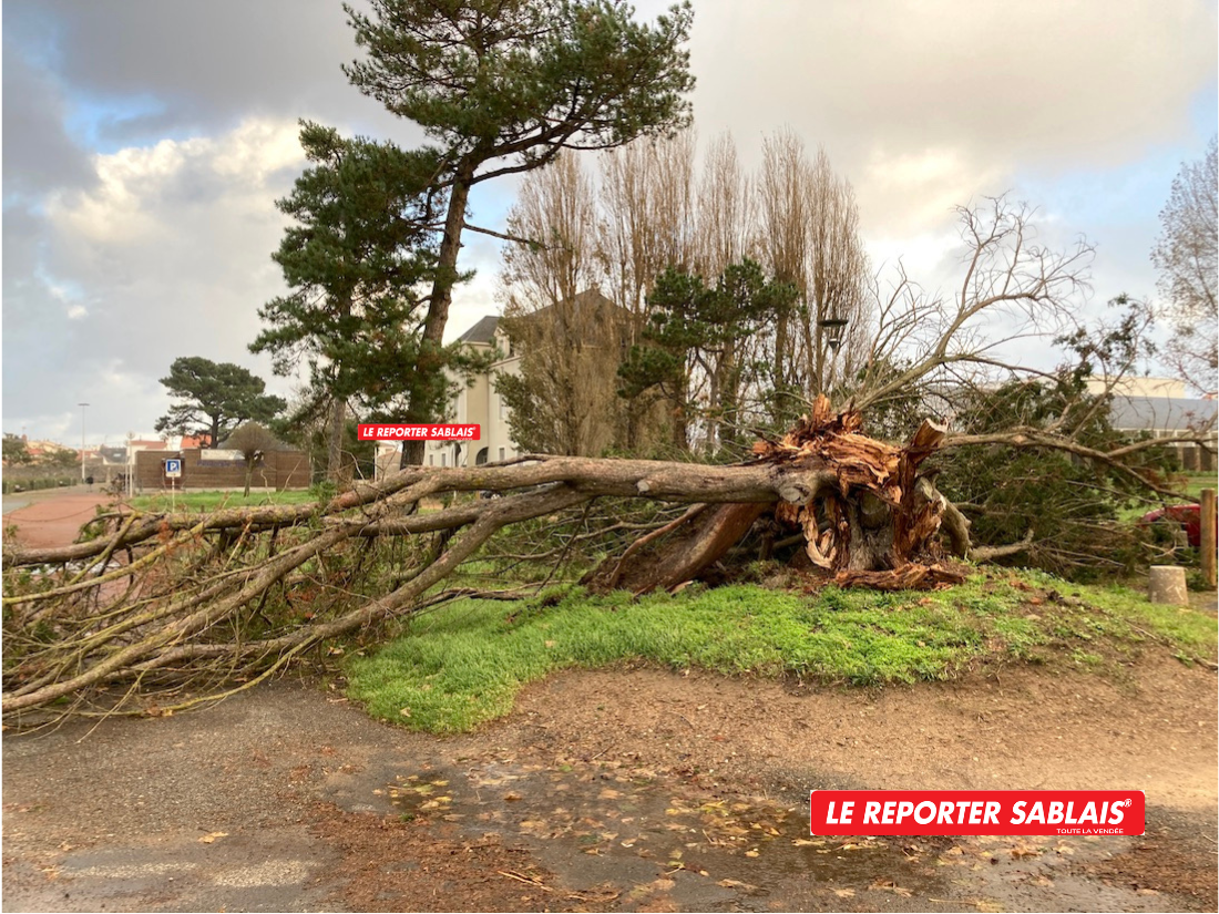 Les Sables dOlonne Vendée TEMPÊTE des arbres arrachés de terre par