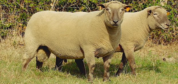 La Vendee Au Salon De L Agriculture Decouvrez Le Programme Et Les